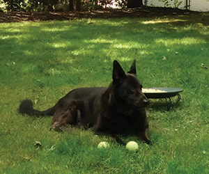 Everyday Haiku in April 17 Is "National (Dog) Haiku Poetry" Day