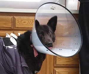 Heart of Darkness in The Horror, The Horror...What I Wish I'd Known Before My Dog's Surgery