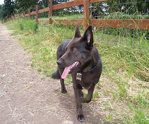 A Dog's Purpose in Ushering in 2018 - The Year of the Dog: How to Regain Your Zen and Stop Worrying About Your Dog