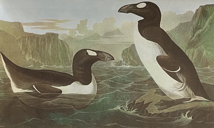 illustrated image of penguin's from The Birds of America