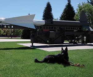 Natural Pet Cures: Dog & Cat Care the Natural Way in March 13 Is National K9 Veterans Day – 'Nuff Said!