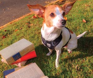 How to Raise the Perfect Dog in June 22 Is Take Your Dog to Work Day!