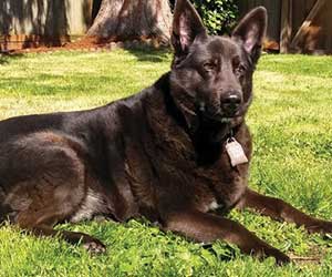 Sergeant Rex: The Unbreakable Bond Between a Marine and His Military Working Dog in Work Like a Dog